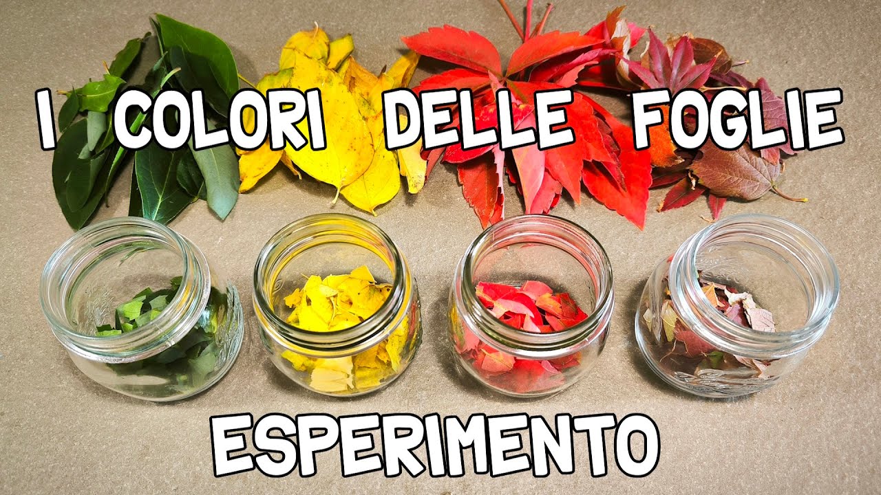 🧪🍁🍃 ESPERIMENTO sui COLORI delle FOGLIE 🍂 Perché in AUTUNNO le   foglie si colorano❓#scienze