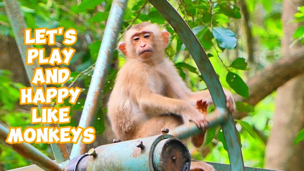 Monkey Fun Time! Playful Moments and Happy Vibes 🐾😄, |smsrmedia1540