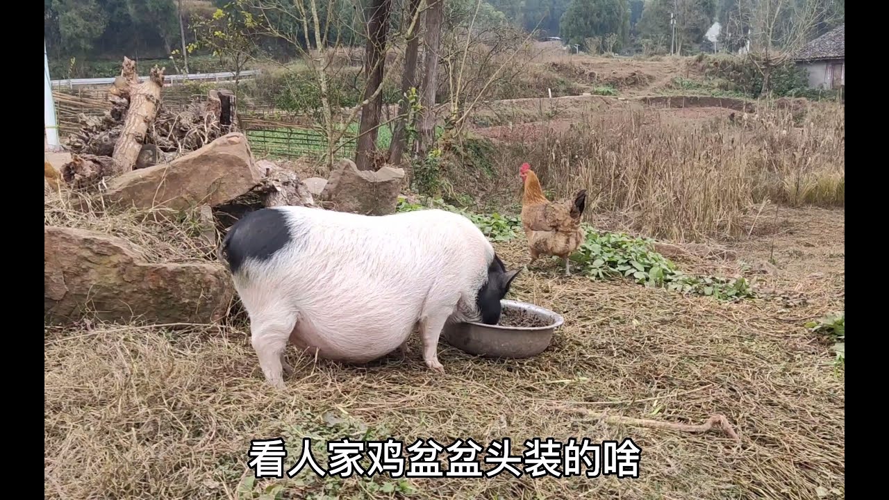 猪妈妈挺个大肚子，每天在村里散步