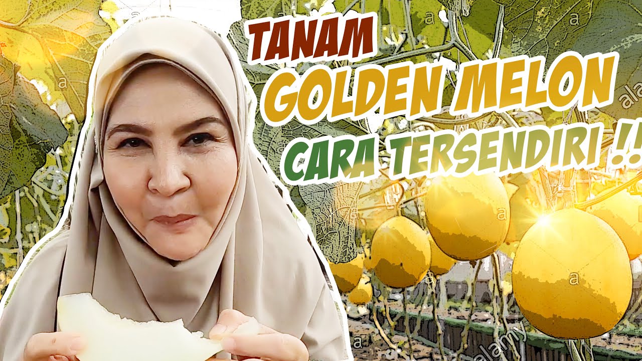 Ladang gold melon di tengah padang bola!