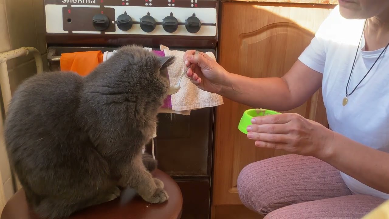 Тихий момент с котом | без слов 