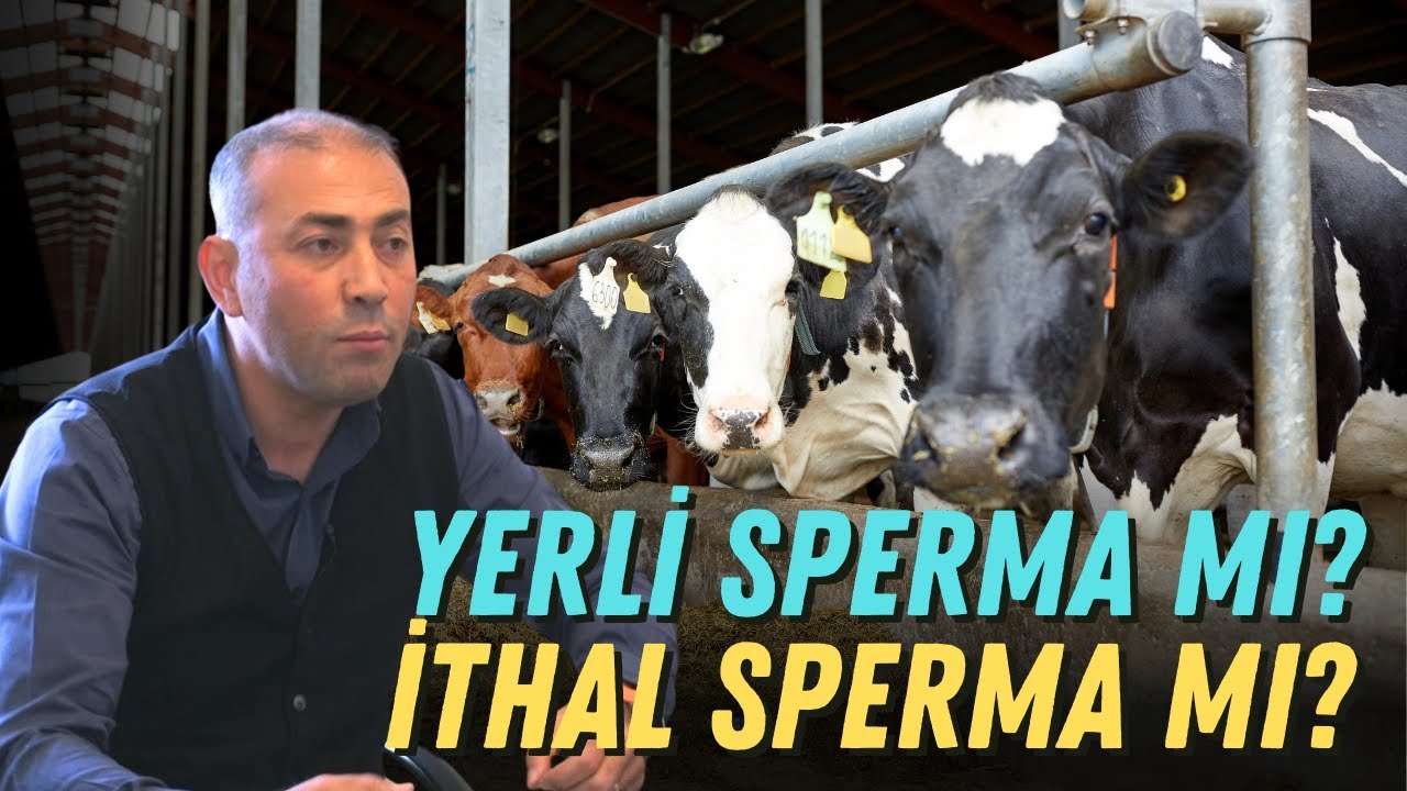 Yerli Sperma Mı? İthal Sperma Mı? / Amerikan Spermalarının Farkı
