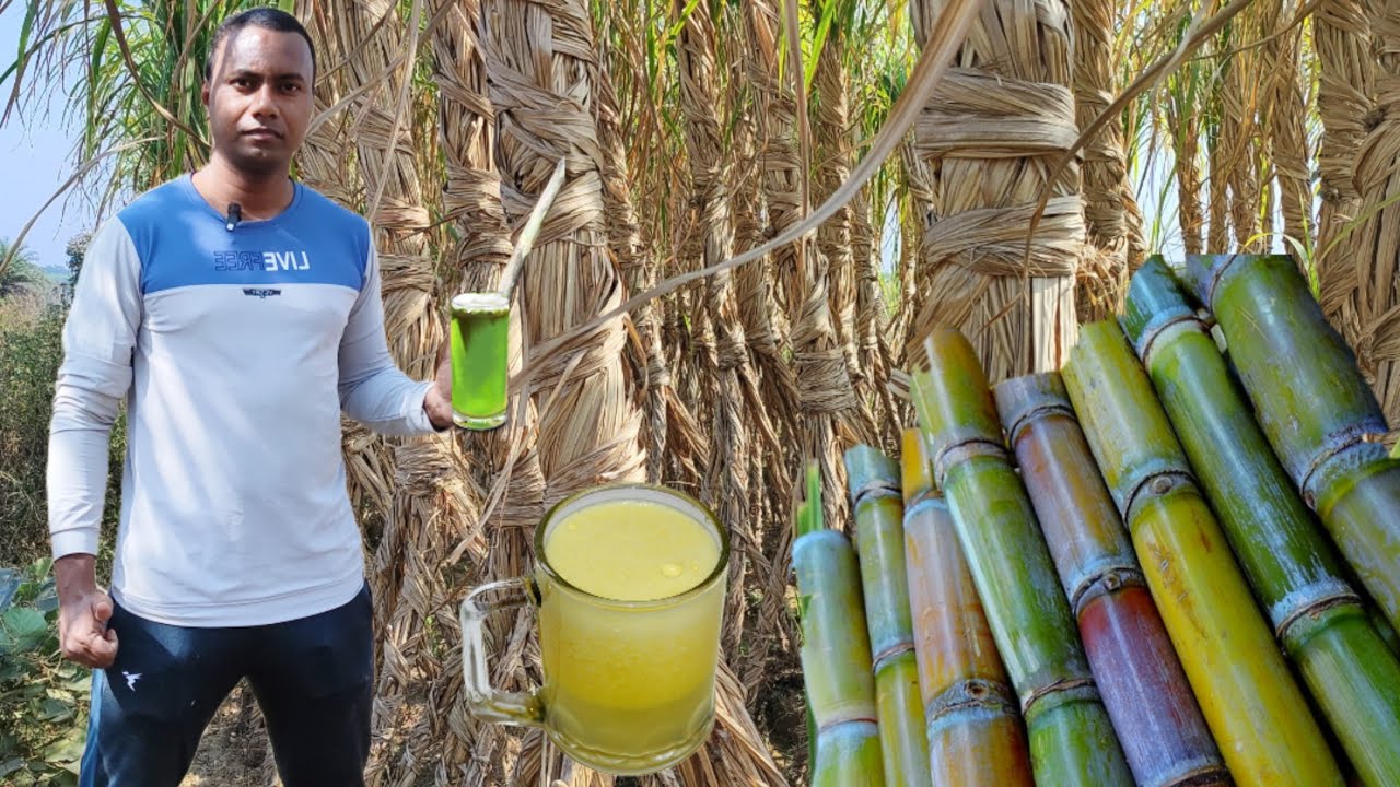 Summer Camping Eating sugarcane // Catching wild Snake