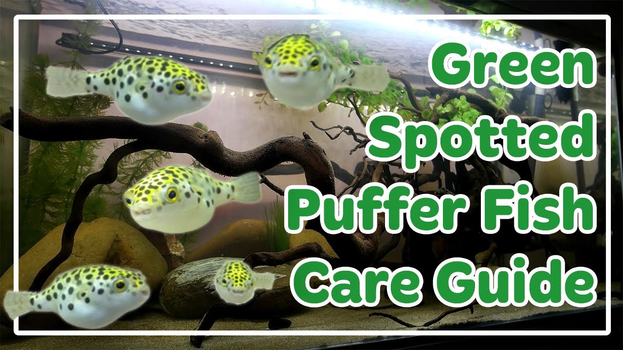GREEN SPOTTED PUFFER FISH CARE