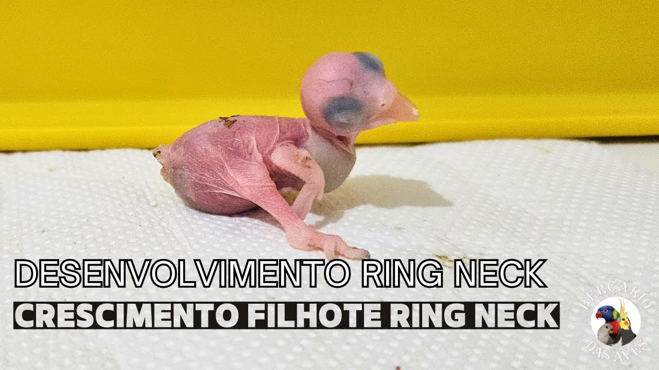 Desenvolvimento Filhote de Ring Neck até Crescer as Penas - Ring Nck Azul