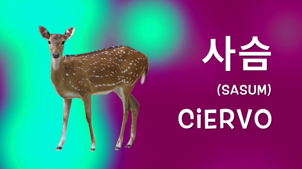 Vocabulario Coreano - Los animales en coreano (parte 2)