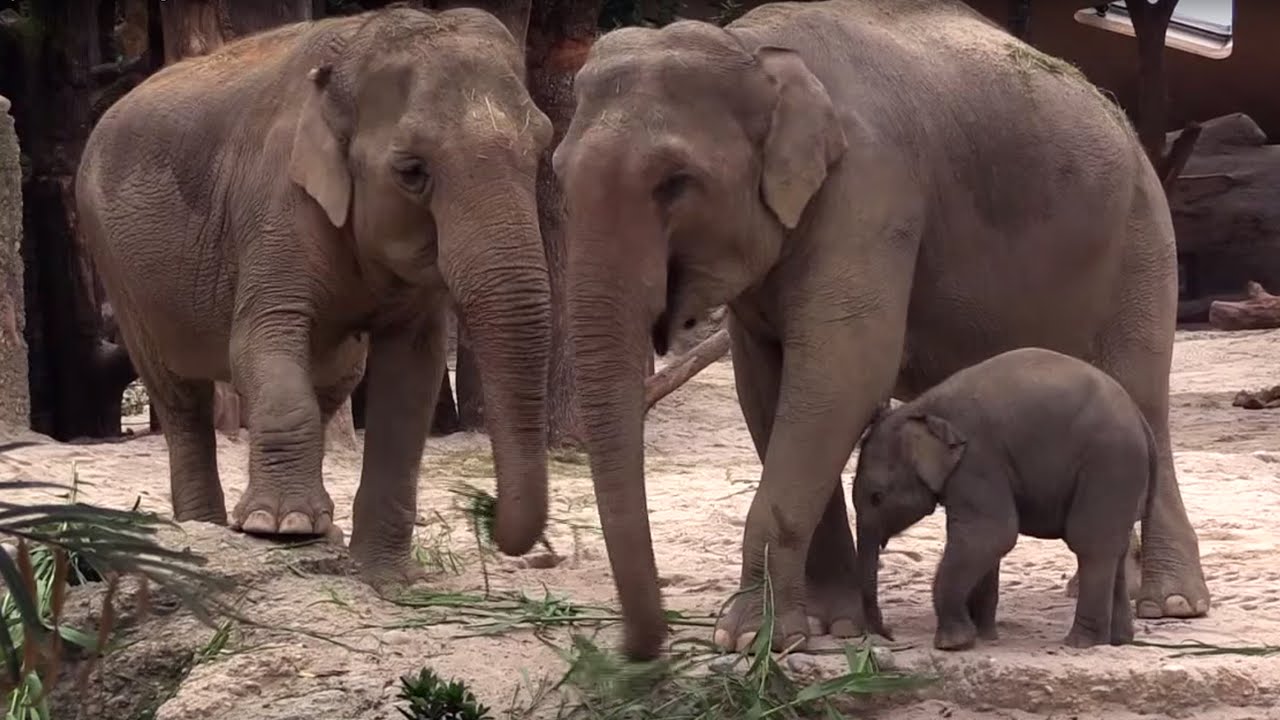 Zoo Zürich Jungtier: Omysha auf Entdeckungsreise