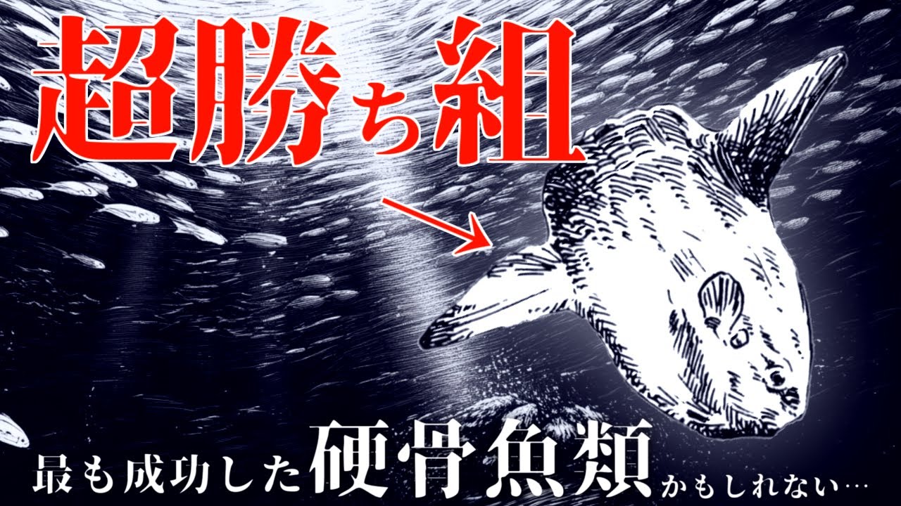 【雑学】散々馬鹿にされたマンボウ、硬骨魚類で最も成功していた(かもしれない)
