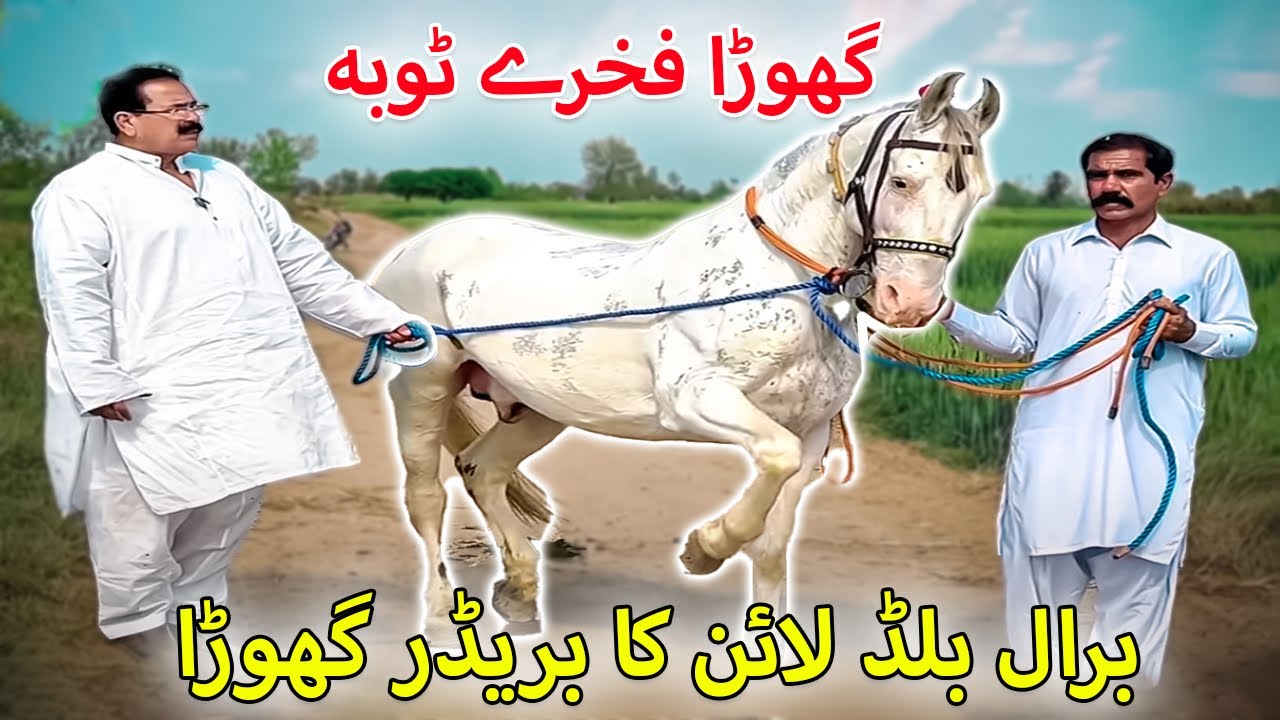 Nukra Breeder Horse in Punjab | Ghora Fakhry Toba