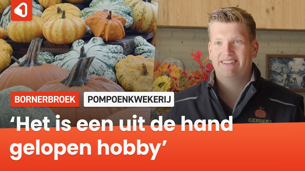 In Bornerbroek schieten de pompoenen uit de grond: &lsquo;Volkomen uit de hand gelopen hobby&rsquo;
