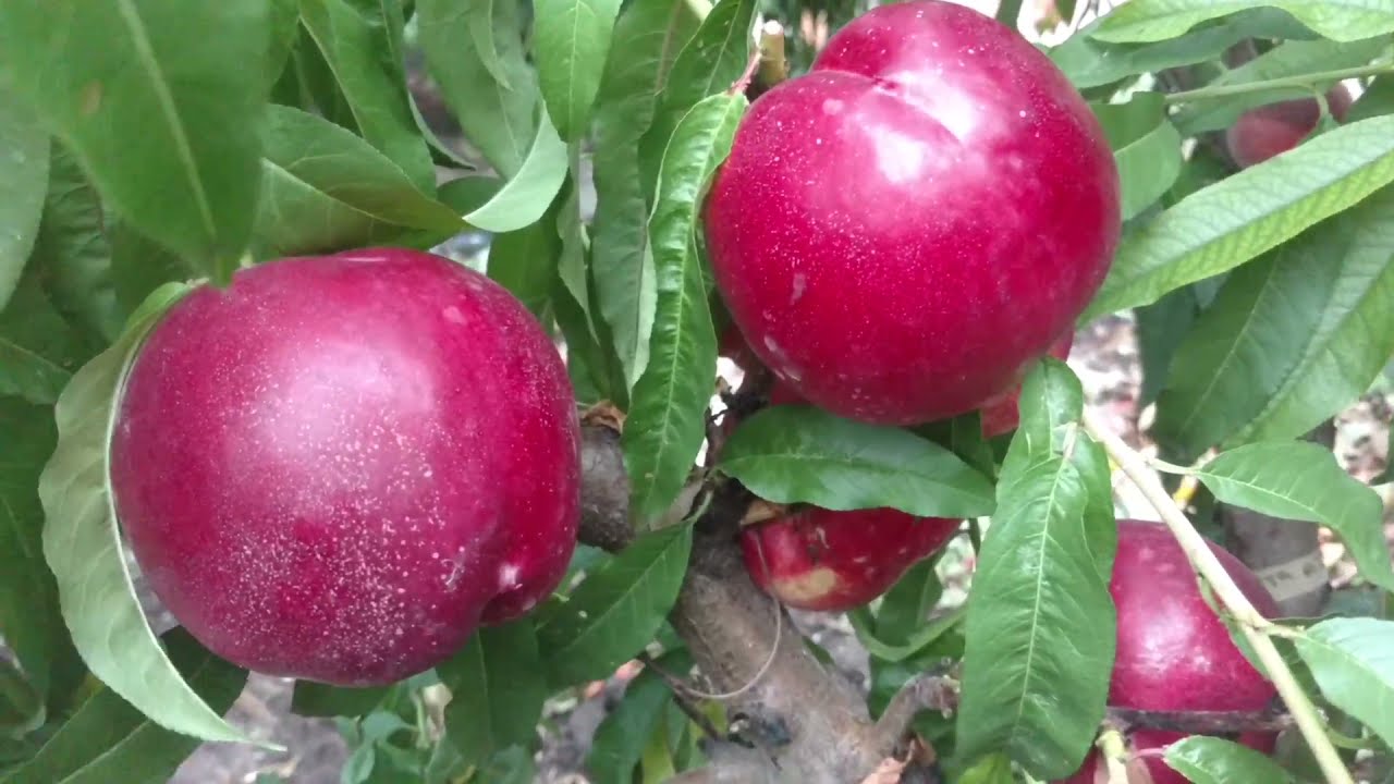 Нектарин Мадам Бланшет /Nectarine Madame Blanchette/ Отличный вкус и большие плоды! Макси Сад.