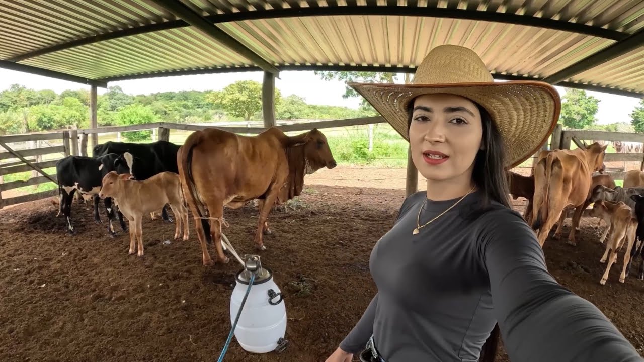 Tiramos leite pra minha mãe Erondina fazer queijo 