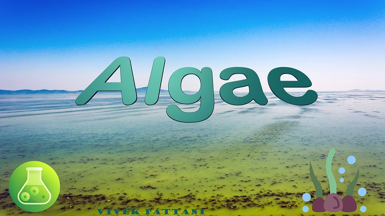 Biology of Algae-3 for Science students.(Economic Importance)
