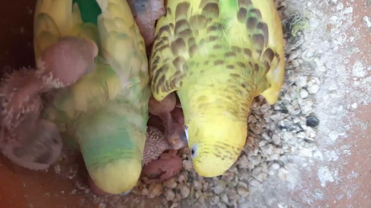 Budgie Growth Stages | Day 138 of Babies Time lapse🐦