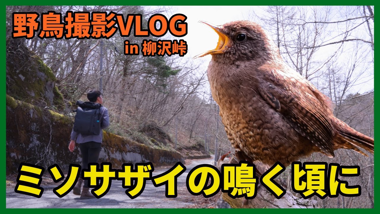 野鳥撮影Vlog「人寄せる 駒を押しのけ 鳴くサザキ」 ミソサザイ、キビタキ、キバシリ、ゴジュウカラなど | 柳沢峠を歩く Eurasian Wren, Birding in Japan