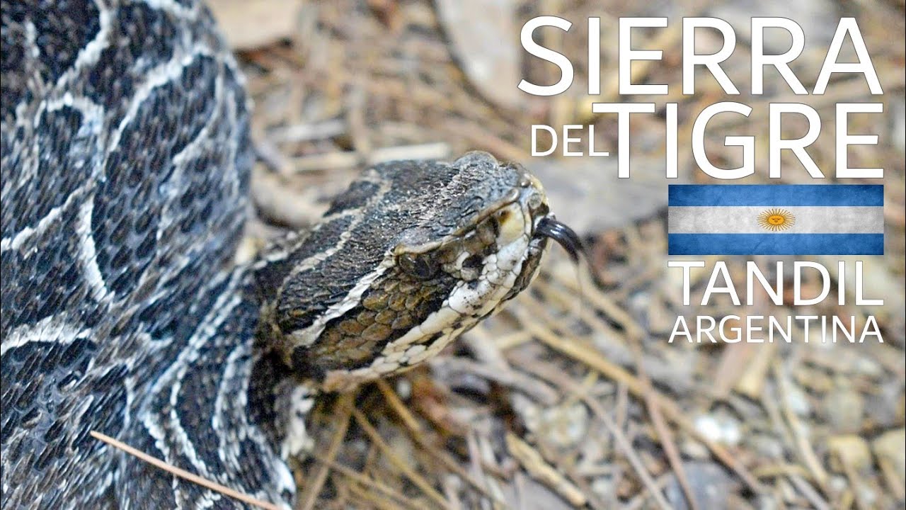 SIERRA DEL TIGRE | TANDIL Argentina 🐍