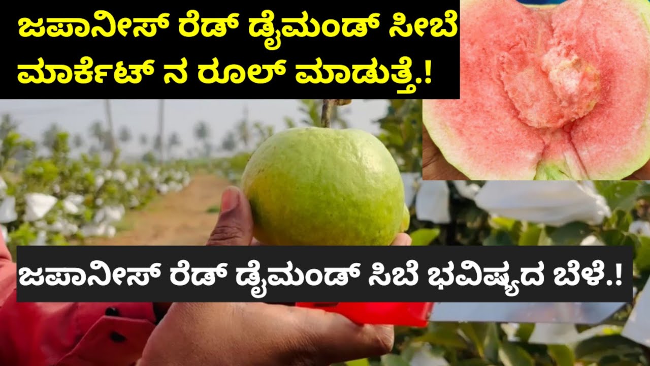 ಜಪಾನೀಸ್ ರೆಡ್ ಡೈಮಂಡ್ ಸೀಬೆ ಮಾರ್ಕೆಟ್ ನ ರೂಲ್ ಮಾಡುತ್ತೆ.! ಒಂದು ವರ್ಷಕ್ಕೆ ಇಳುವರಿ ಬರುತ್ತೆ.!