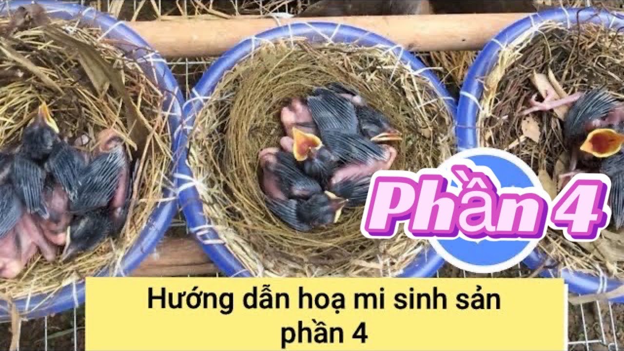 Hướng dẫn ghép hoạ mi sinh sản || kinh nghiệm bản thân trải qua / phần 4