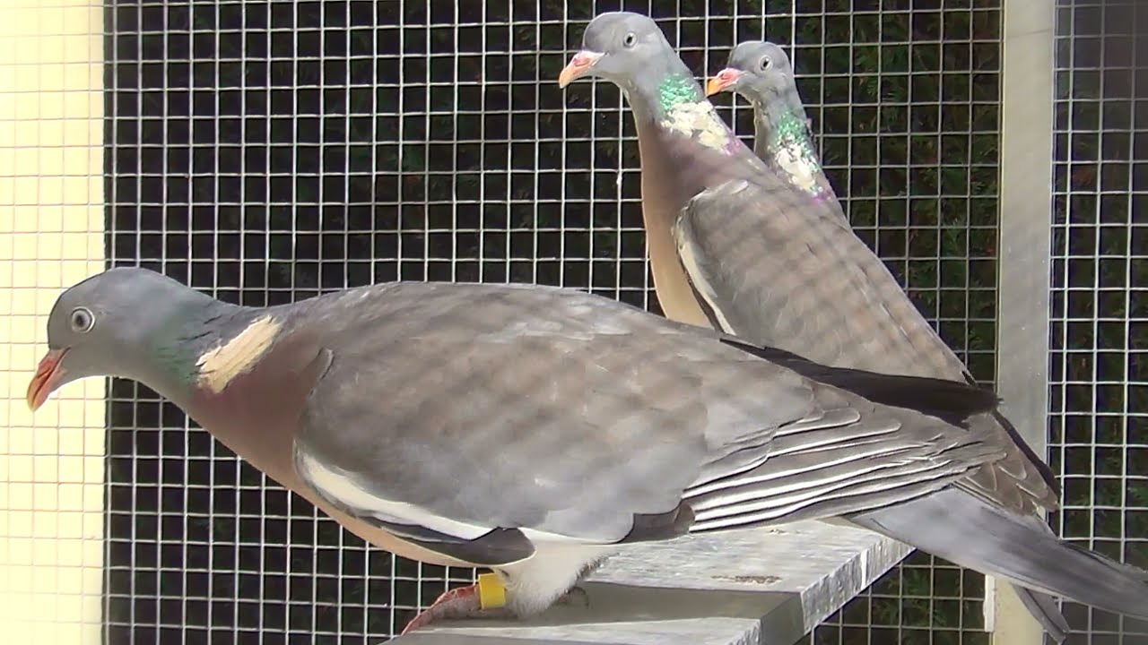 Mes Ramiers - Common wood pigeon