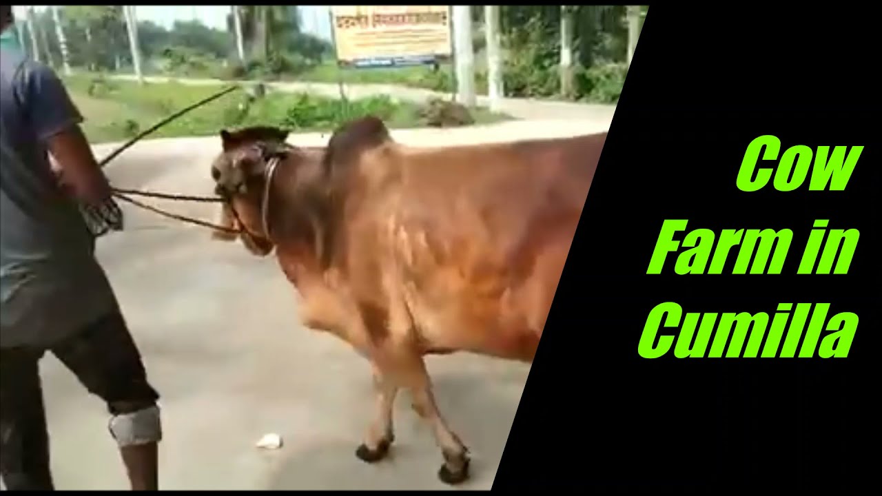 Cow Farm in Cumilla || Bull Collection || Khamar Bari Agro