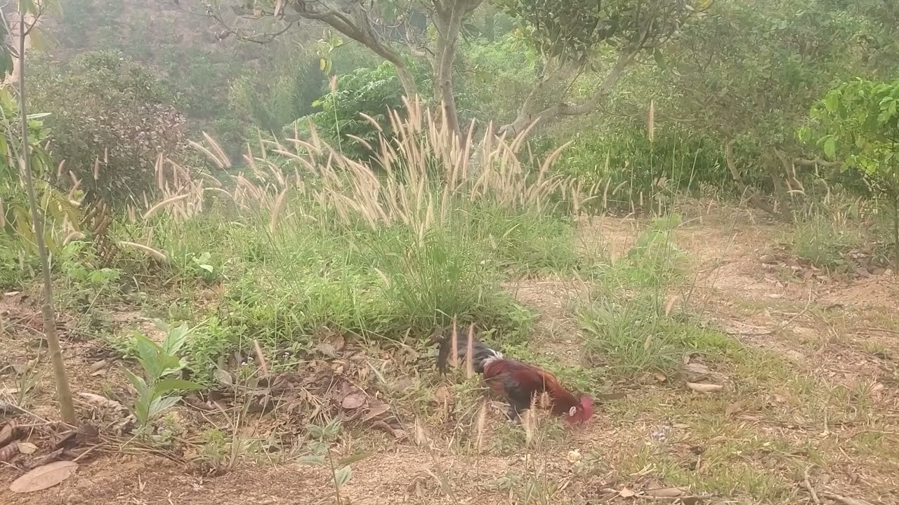 Trapping wild chickens in the coffee plantation this morning.  02/07/2026