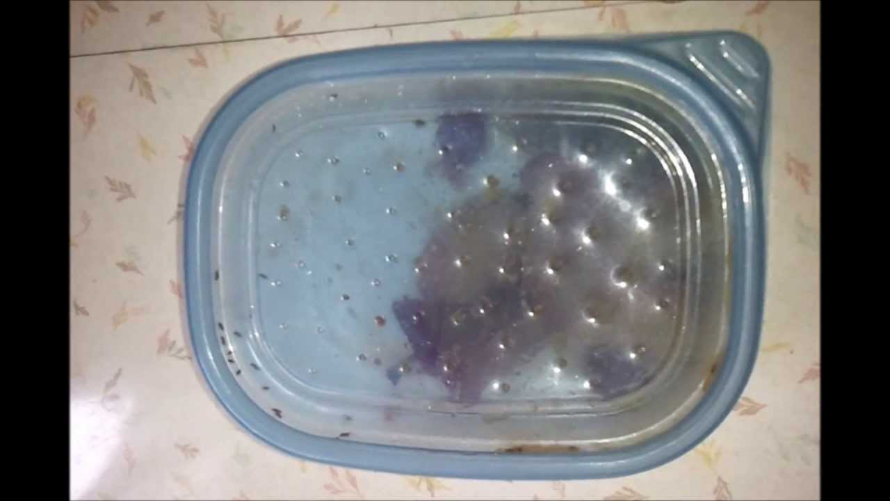 DIY Free Fruit Fly and Gnat Trap