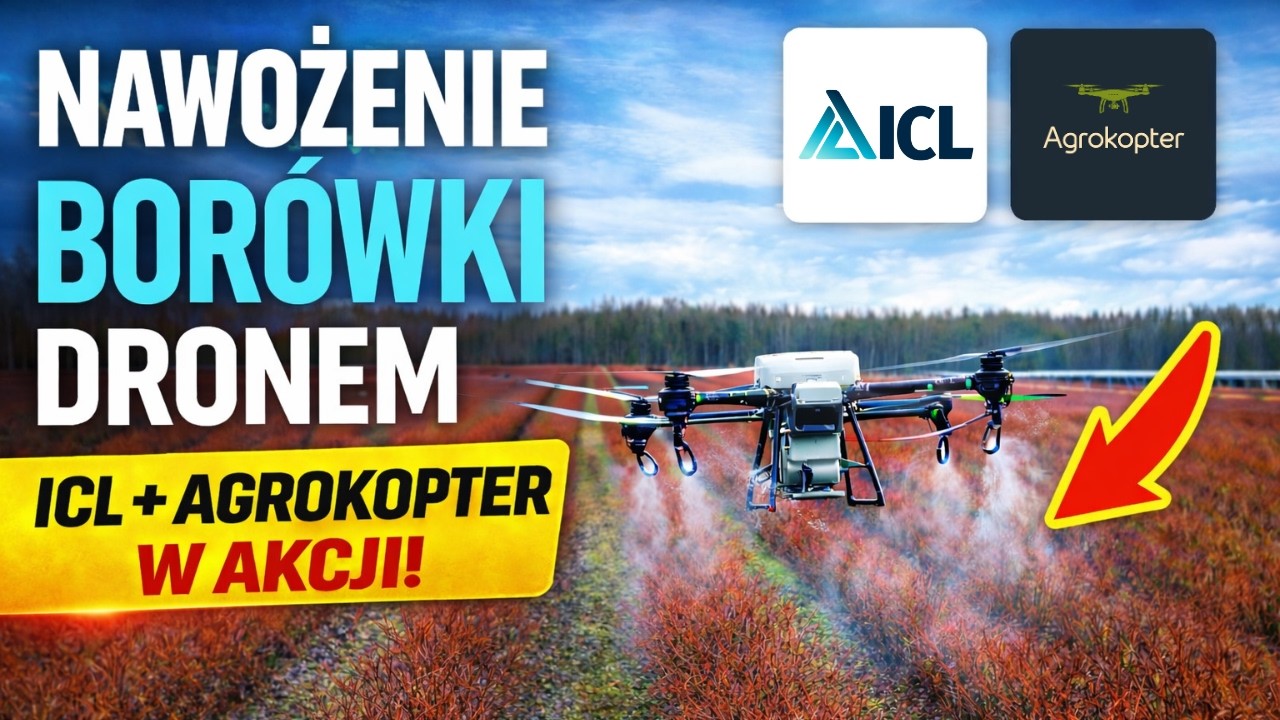 Dron nad plantacją borówek. Rozsiewamy Polysulphate przed nowym sezonem