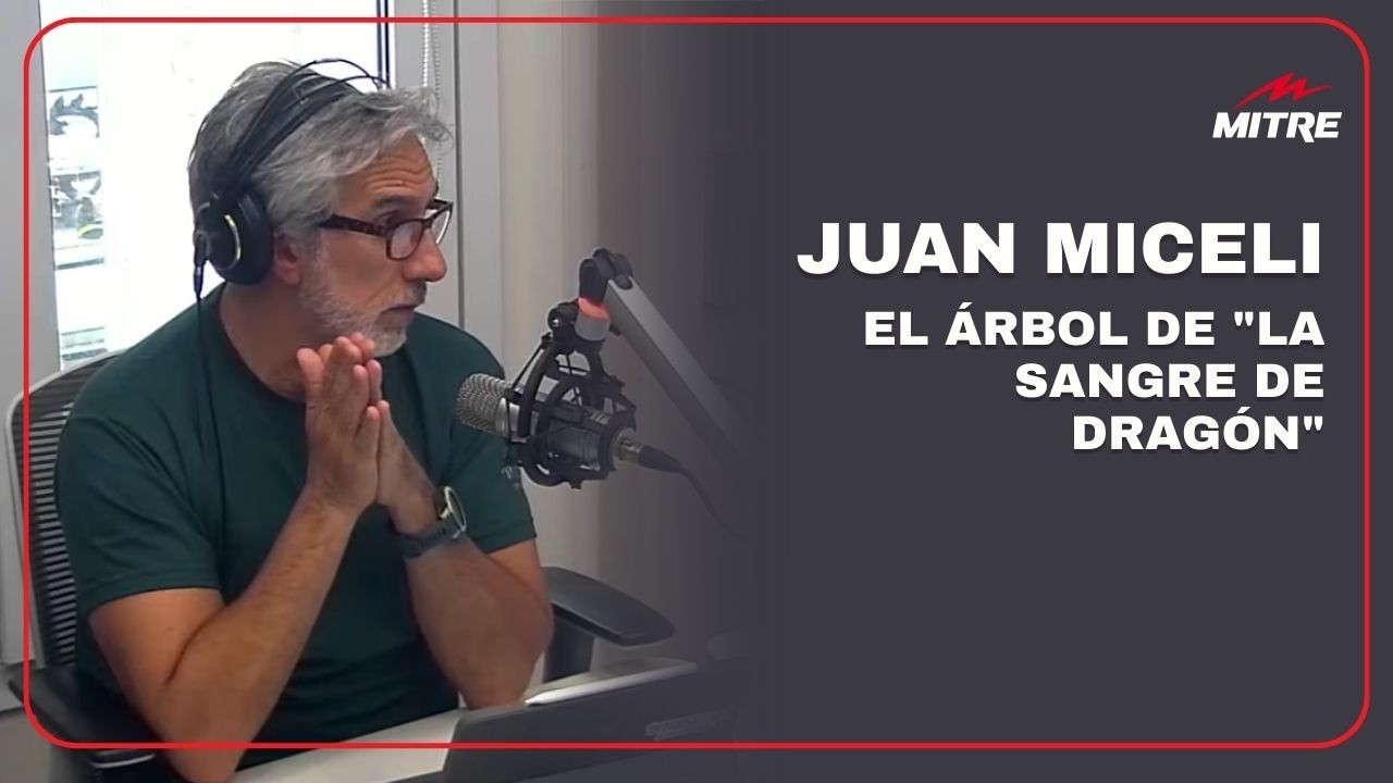 Juan Miceli y el árbol de 