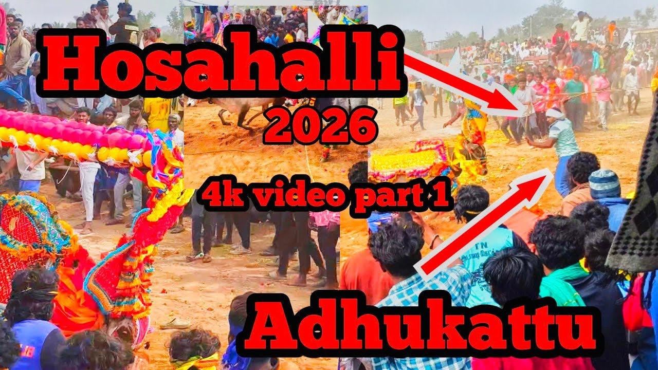 Hosahalli adhukattu video part 1#vairal #jallikattu #shortvideo #manjuvirattu 
