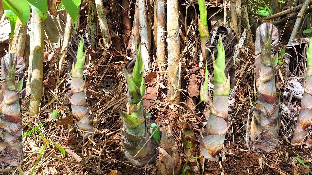 ไม่ได้มาหลายวัน หน่อโจด‼️ออกหน่อสวยงามขนาด12ส.ค.68