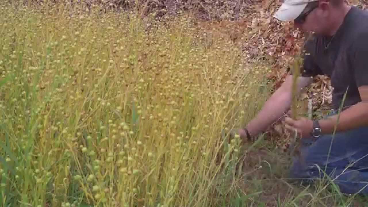 Harvesting flax part 1