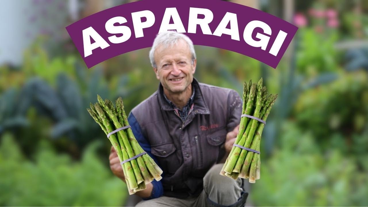 Asparagi: coltivazione senza fatica su pacciamatura e raccolta perfetta