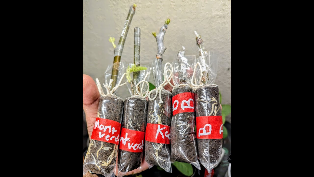 TinyPop Fig Cutting Propagation | Tiny Fig Cutting Propagation