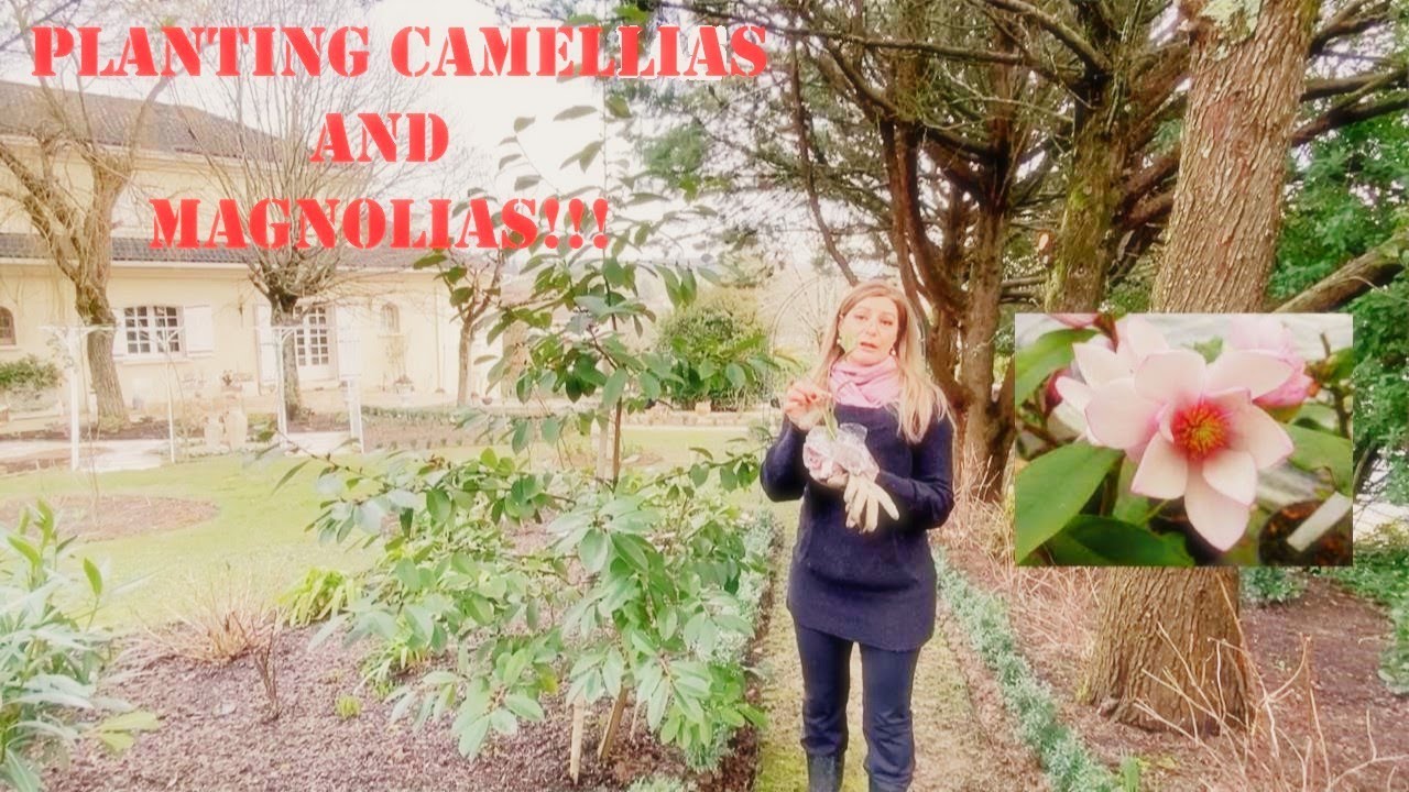 Planting Camellias and Magnolia (fairy blush)
