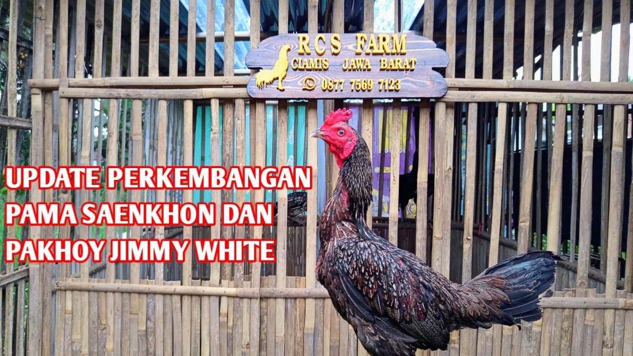 Update Perkembangan Pama Saenkhon, Pakhoy Jimmy White di bulan Februari 2026 || RCS FARM...
