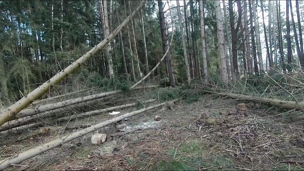 Po větru v lese, zavěšené stromy a čumil.