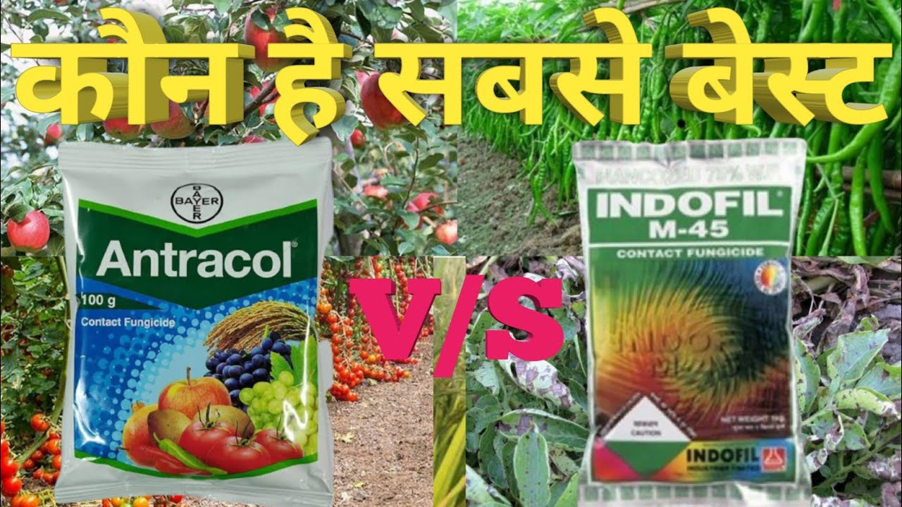 Propineb vs mancozeb। antracol vs m45। Bayer antracol। indofil m45। best contact fungicide।