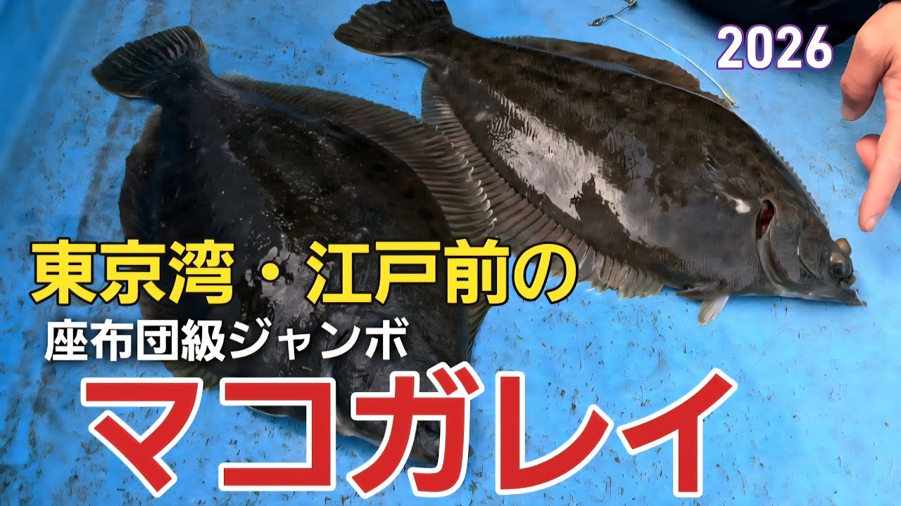 [東京湾カレイ釣り]江戸前のジャンボマコガレイ#カレイ釣り#マコガレイ#江戸前釣り
