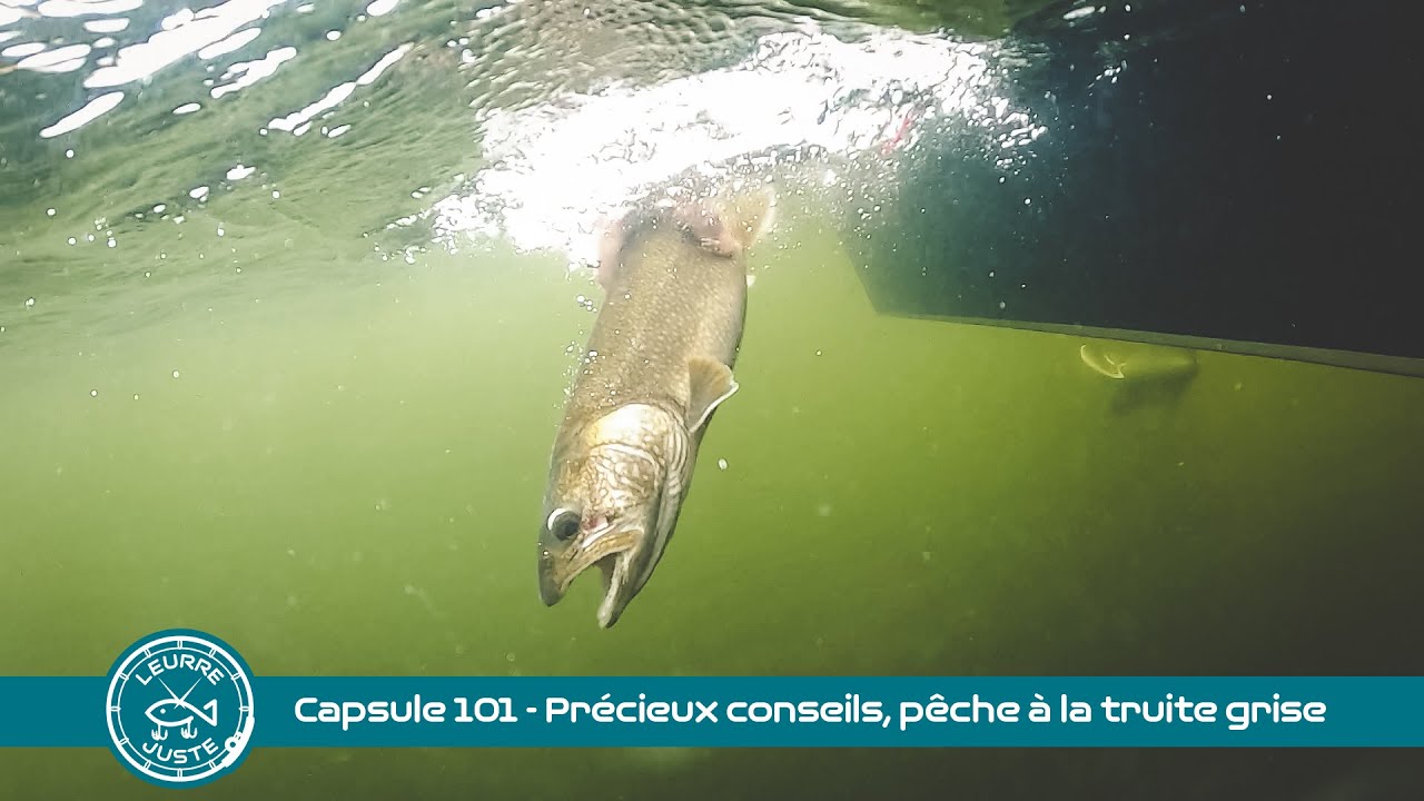 Capsule 101 - Précieux conseils, pêche à la truite grise