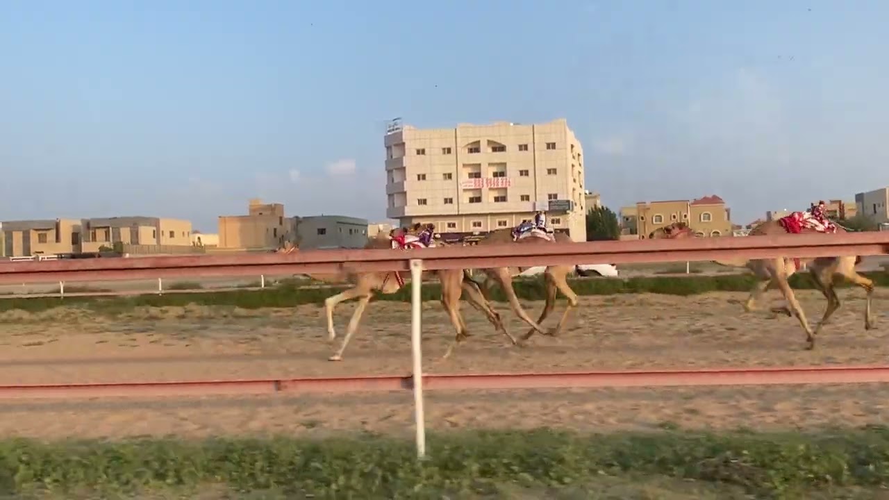 الشوط  5.  / 8-2-2026