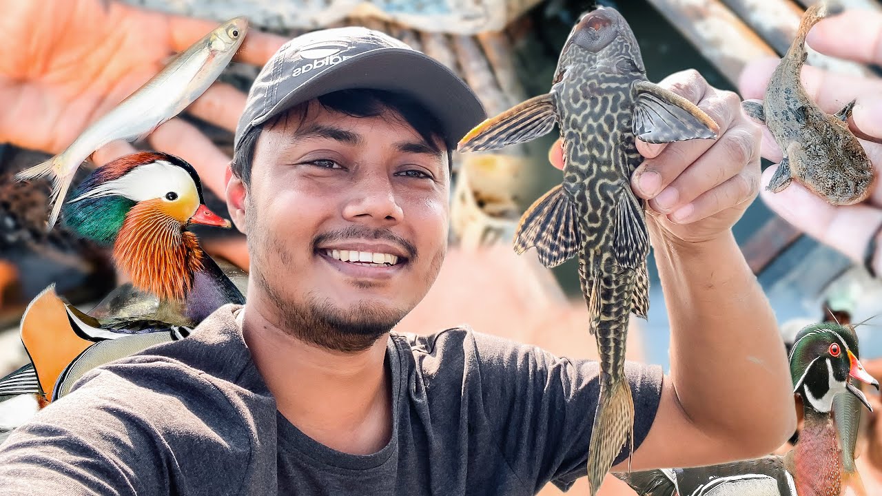 বিরল প্রজাতির মাছ ধরলাম হাঁসের পুকুরের জন্য 😮