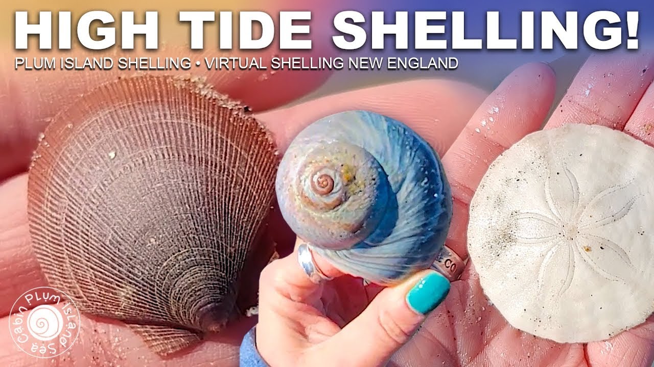 High Tide Shelling!? | Awesome Shells! | Mid December Beach Hunt | Giveaway Winner Coming Soon!
