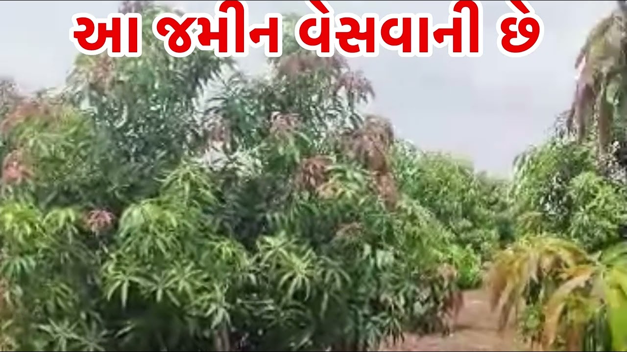 આ જમીન વેસવાની ૨૪ ગુઢા નો વિઘો 