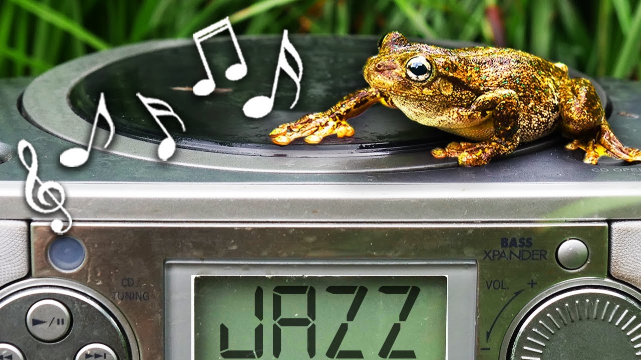 Do Frogs Enjoy Smooth Jazz? (Experiment)