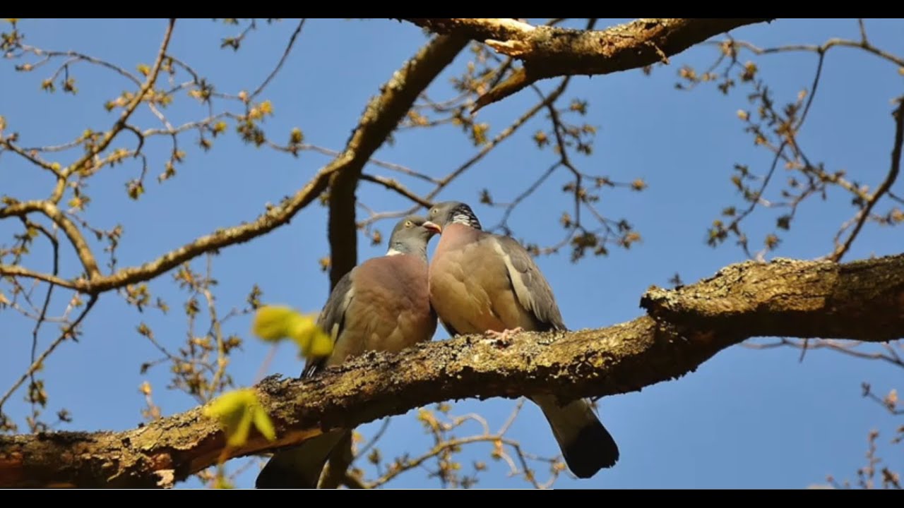 Patch of Blue by Gill Simmons (Brave Bold Drama)