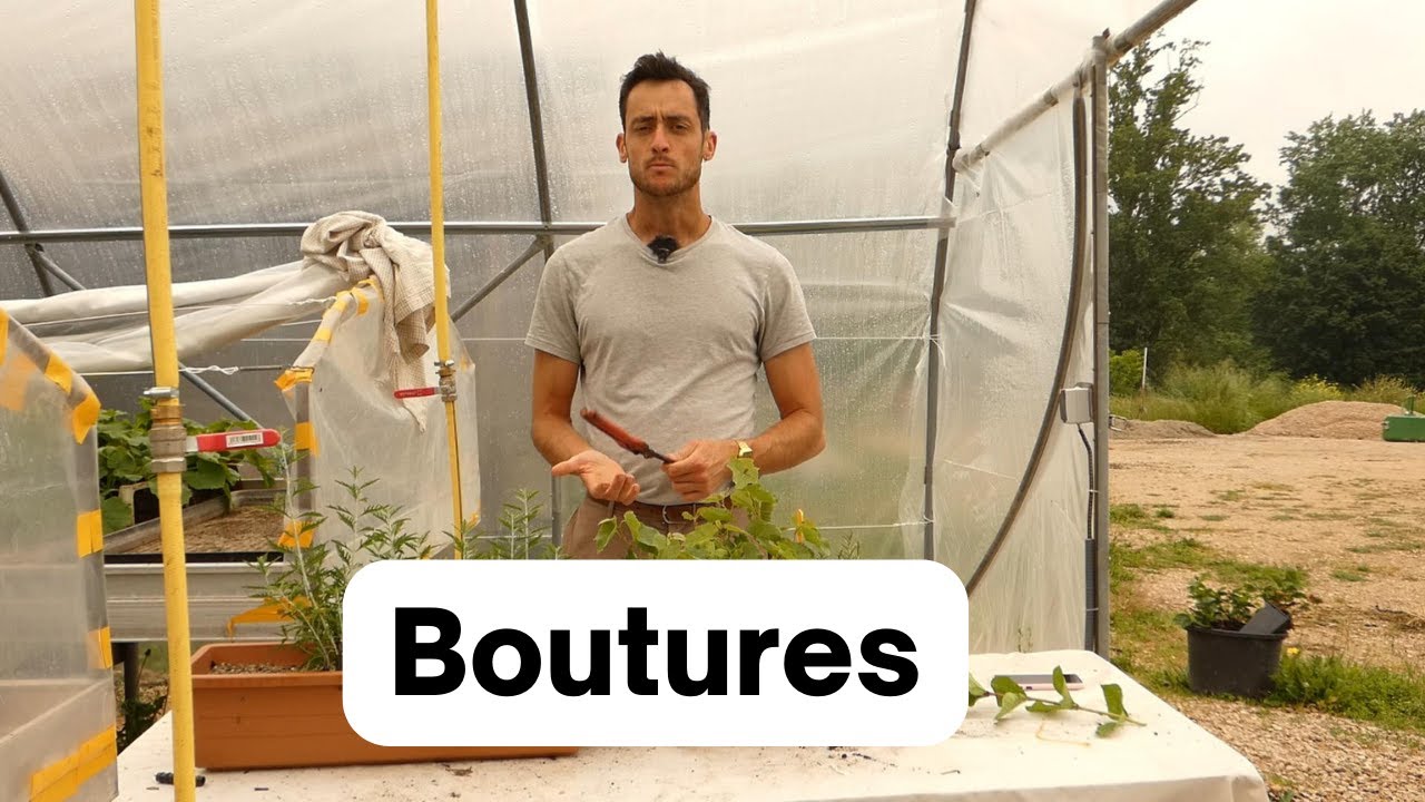 Comment bouturer dans du sable le citronnier, la vigne et divers arbustes.