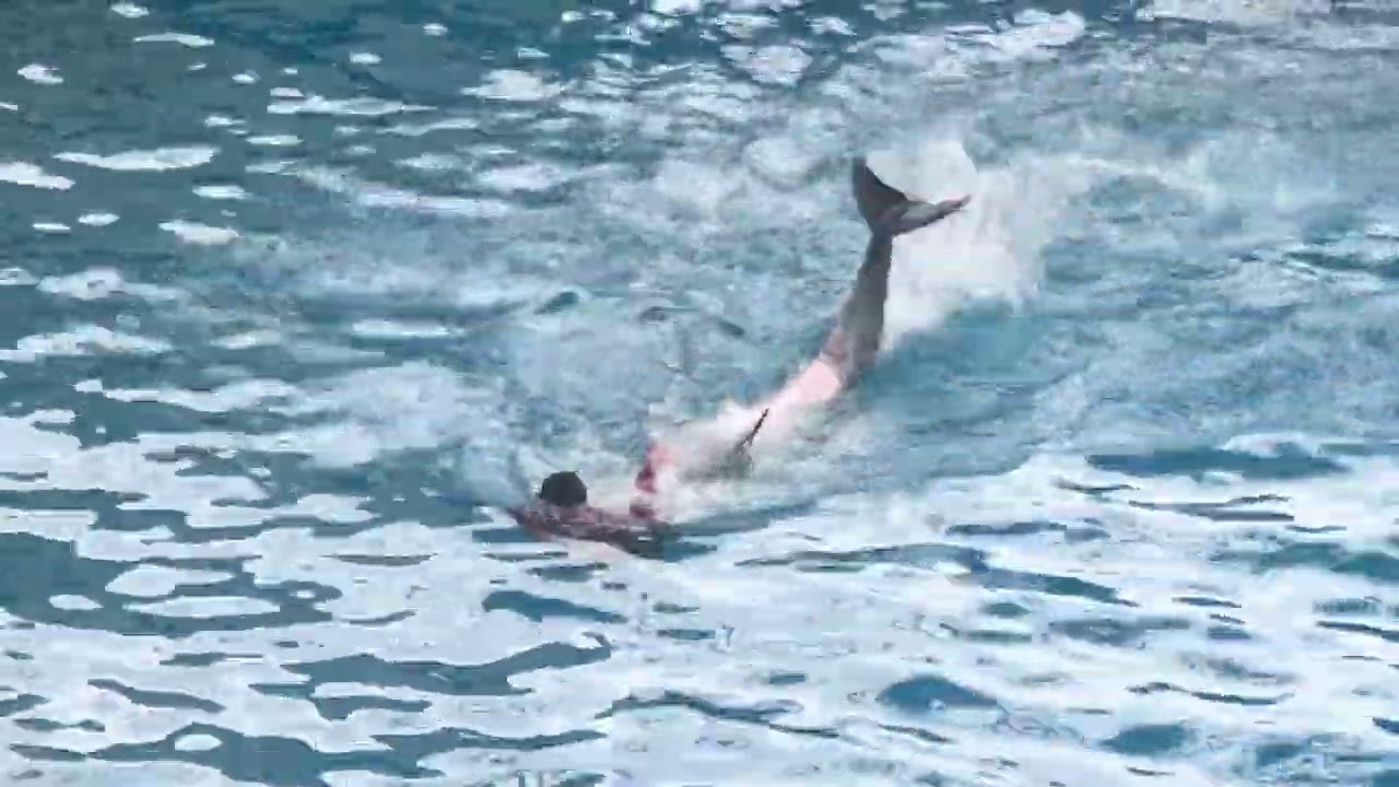 2026.03.01（日）我答應大家來上傳海獅的影片