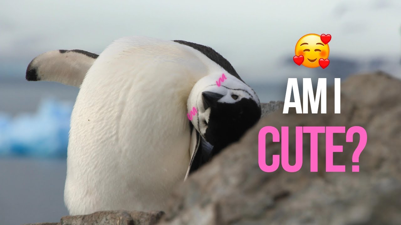 Chinstrap Penguin: Cuteness is just an appearance.Bravery is my true essence| Planet Earth II CLIP |