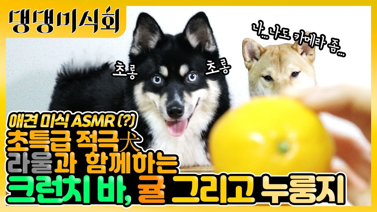 초특급 적극견 라울과 함께하는 간식시간! [댕댕미식회]