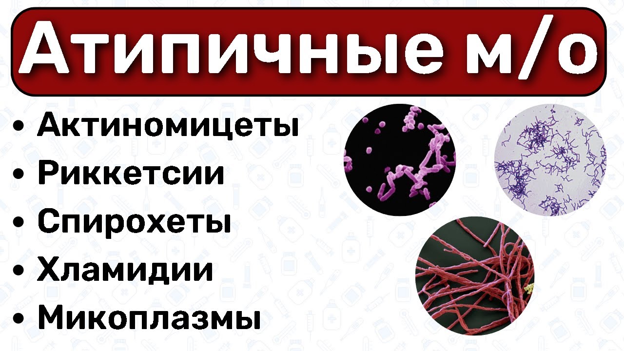 Атипичные бактерии МИКРОБИОЛОГИЯ: хламидии, риккетсии, микоплазмы, спирохеты, актиномицеты